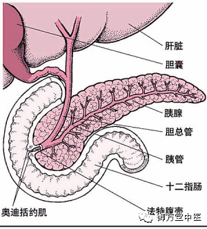 胰腺癌患者＂固摄扶正抗癌方＂治疗后病情稳定