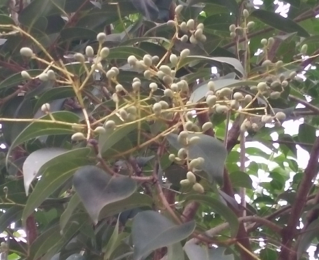 中药材茨菇草的功效与作用