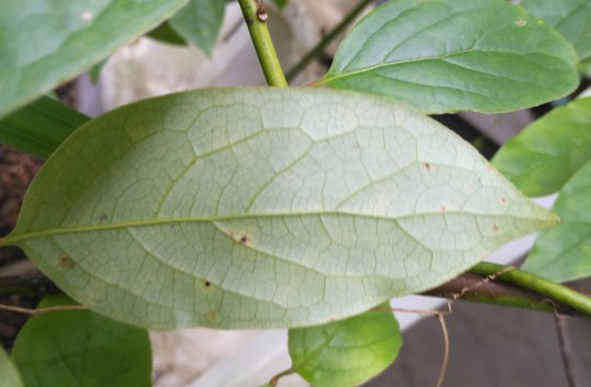 中药材大金钱草的功效与作用