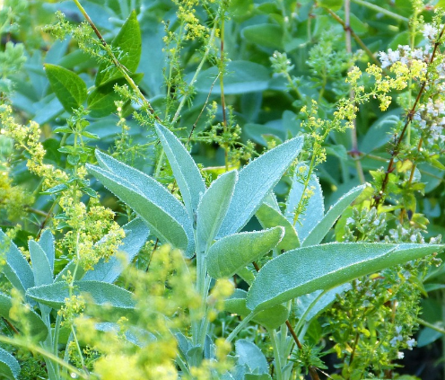 半枝莲和白花蛇舌草治疗肿瘤配方可以长期服用吗